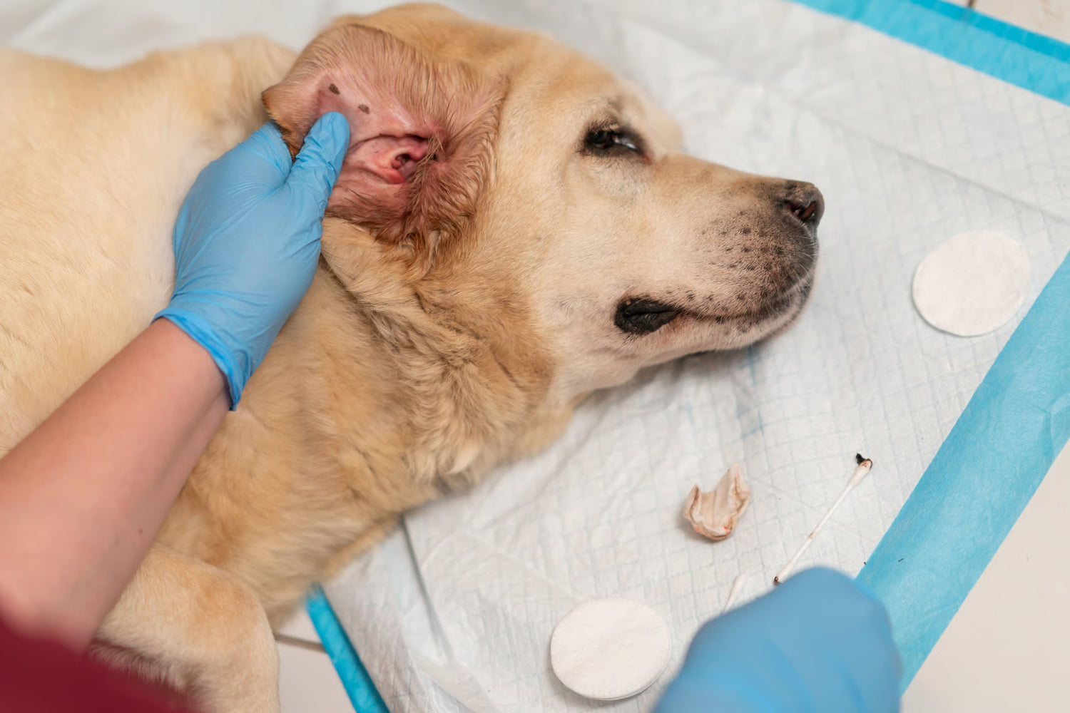 Veterinario che esamina l'orecchio irritato di un cane