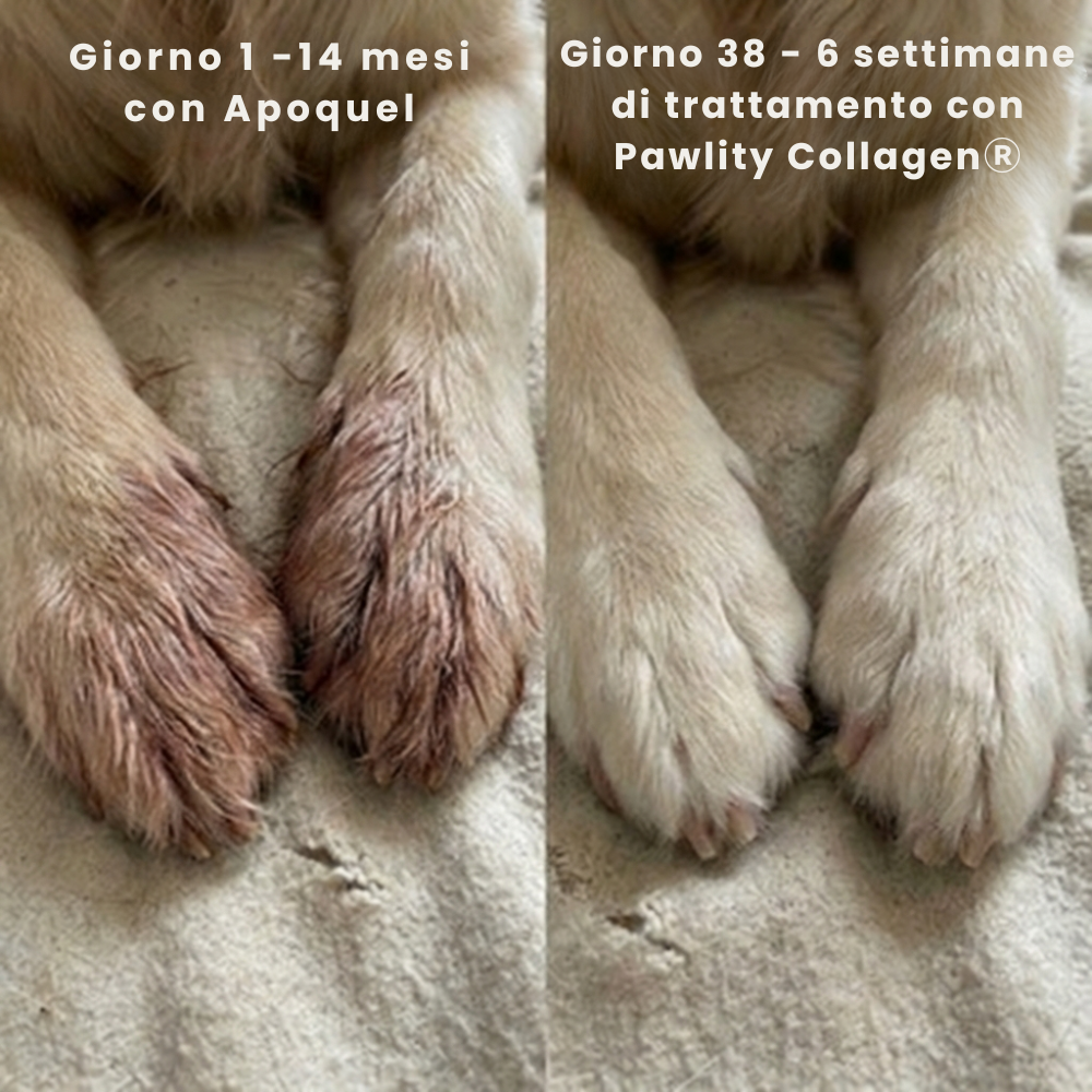 Pawlity® Collagene Liquido Premium