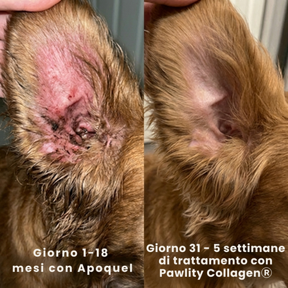 Pawlity® Collagene Liquido Premium