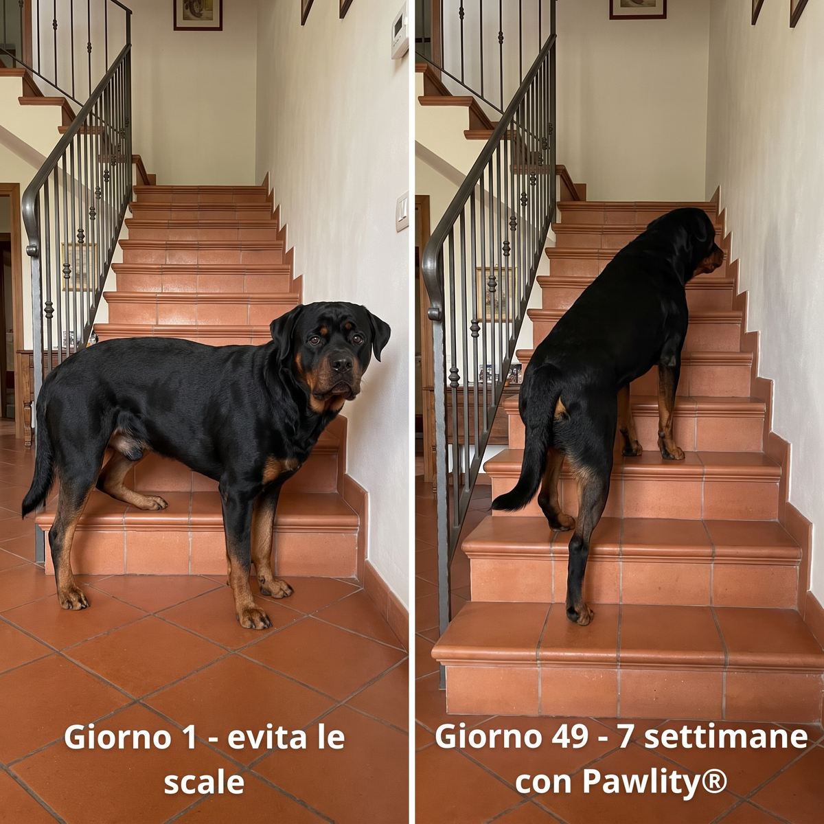 cruciate-drops--gallery-05-before-after-stairs