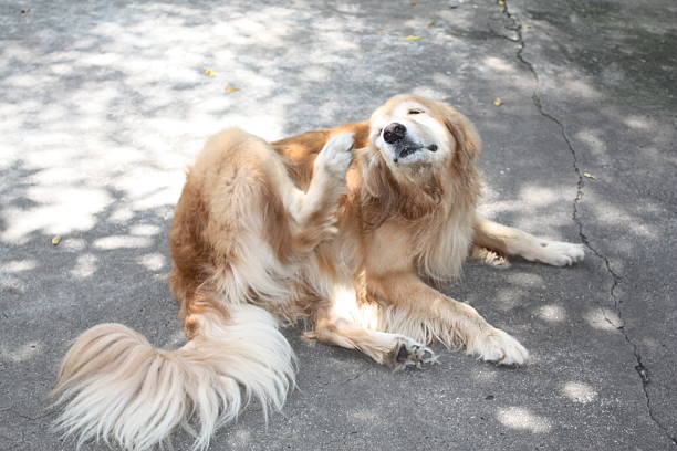 Cane che si gratta
